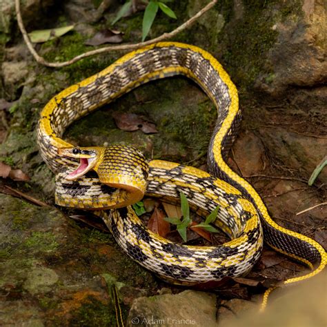 香港眼鏡蛇|中華眼鏡蛇/飯鏟頭 — HongKongSnakeID.com